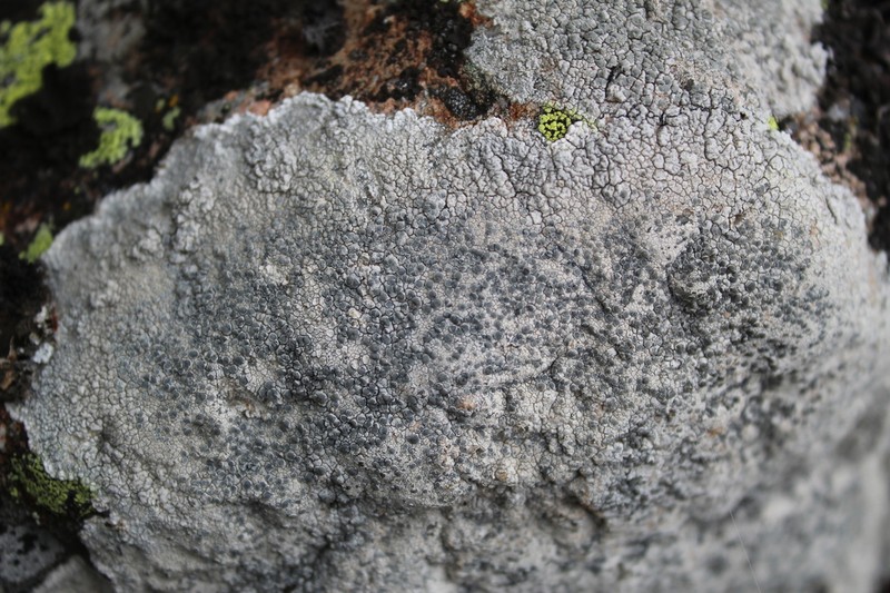 Rim Lichen photo 6