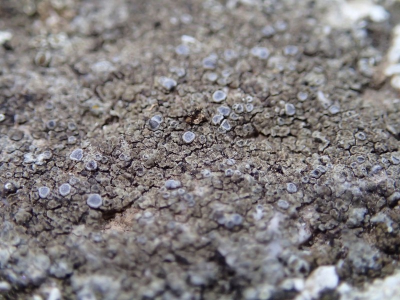 Rim Lichen photo 7