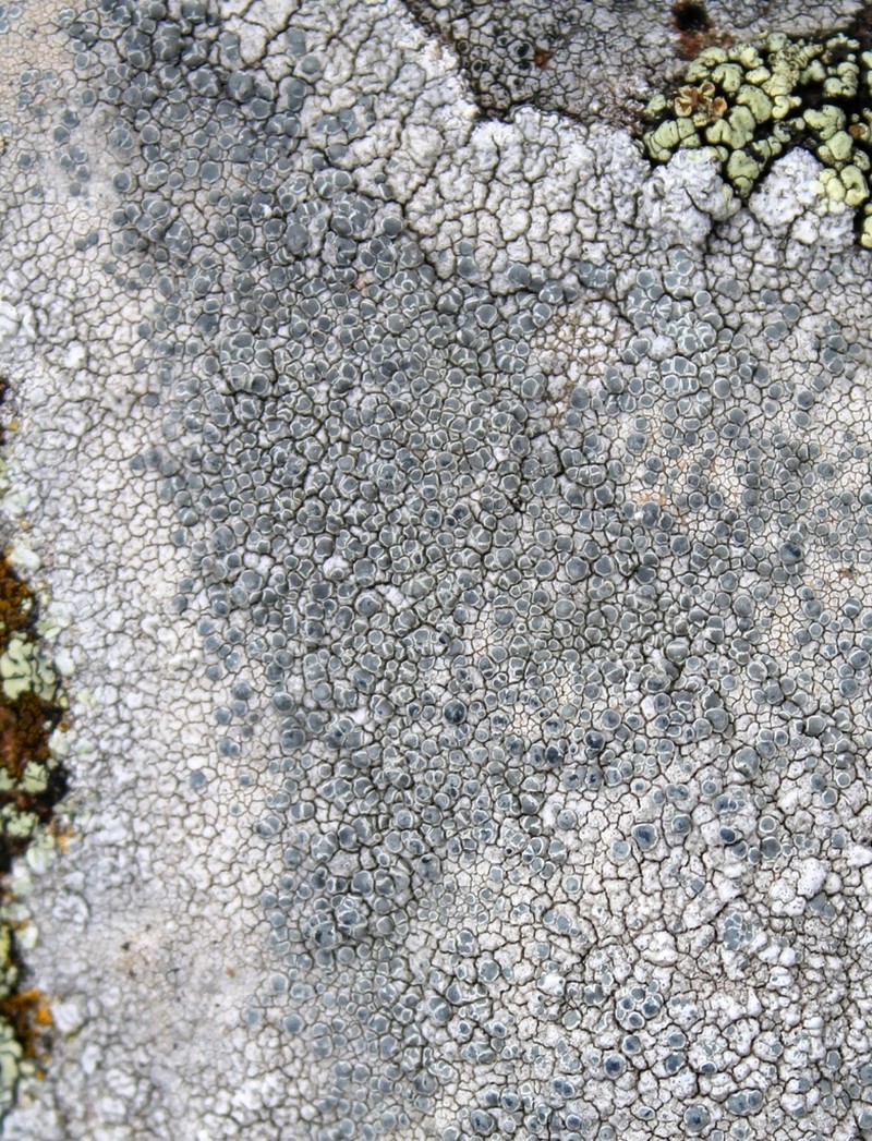 Rim Lichen photo 8