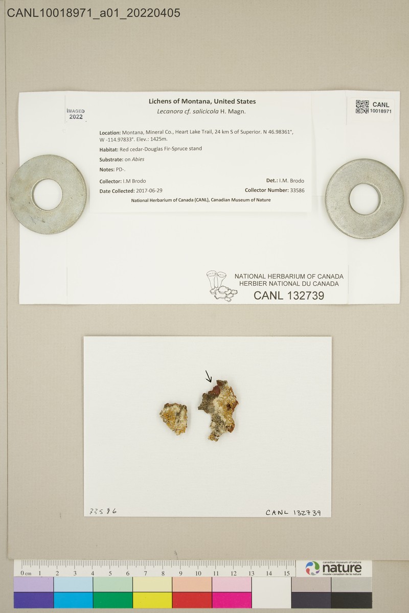 Rim Lichen