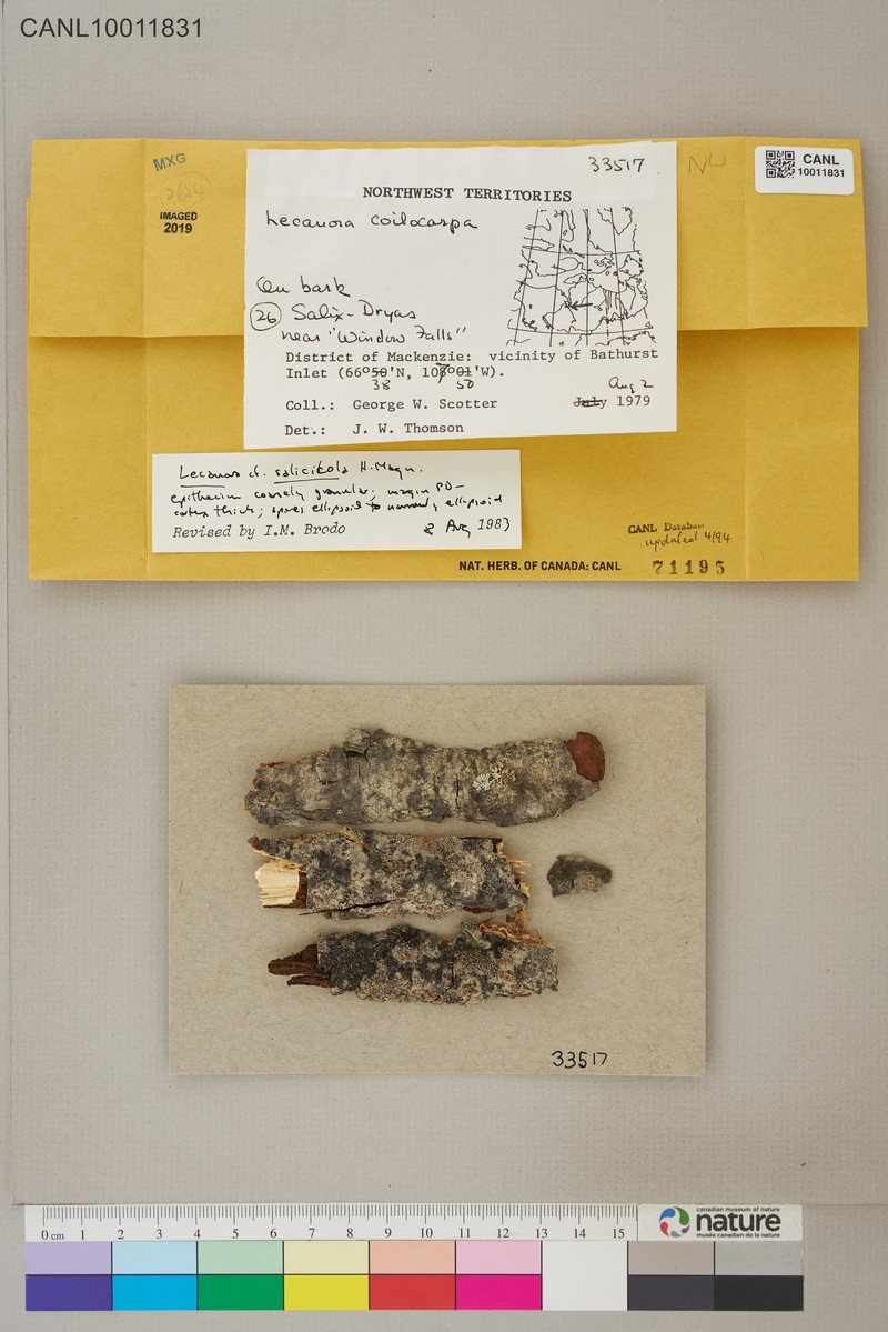 Rim Lichen photo 2