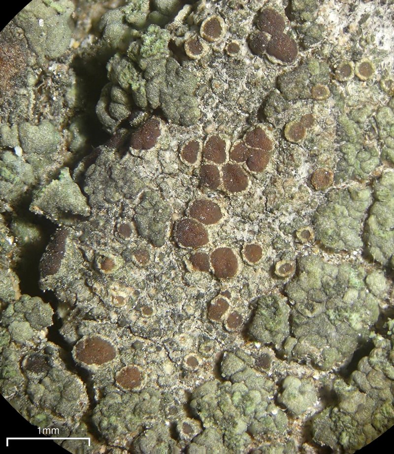Rim Lichen