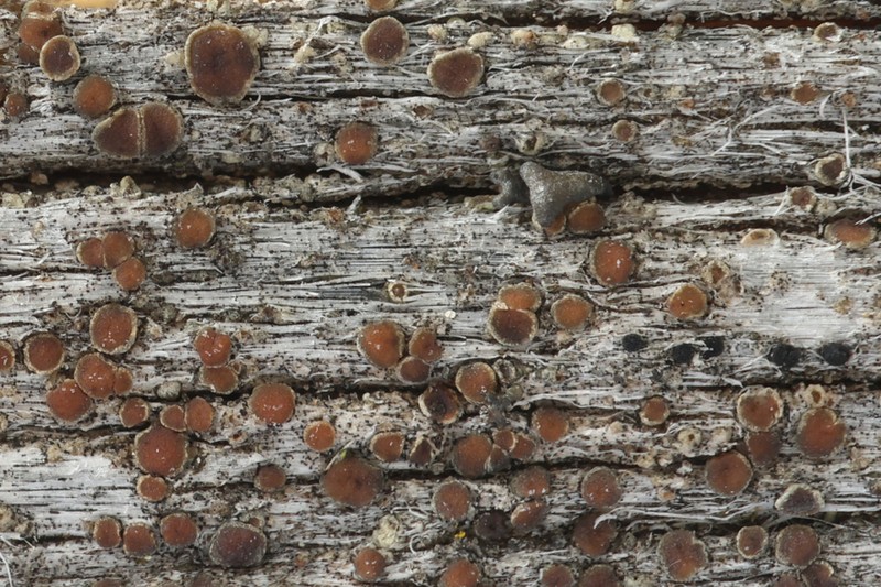 Rim Lichen