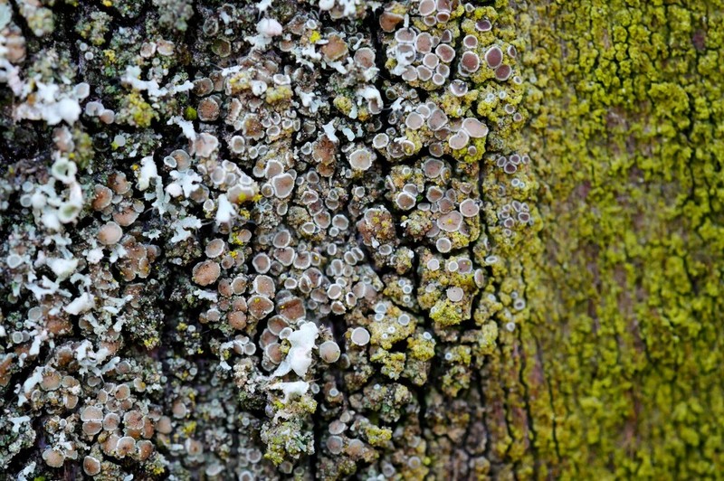 Rim Lichen photo 2