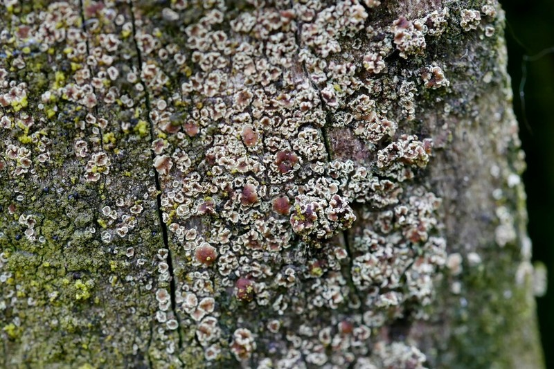 Rim Lichen photo 3