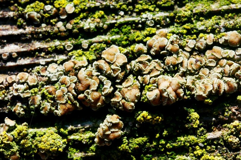 Rim Lichen photo 4