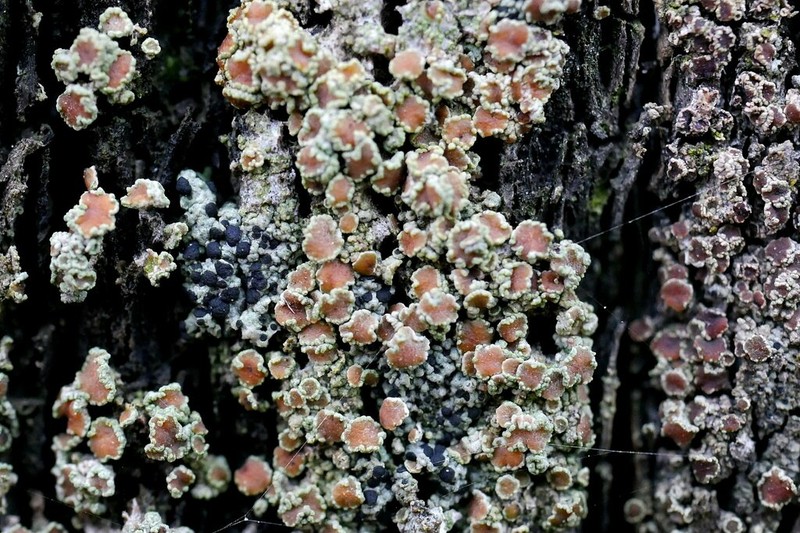Rim Lichen photo 5