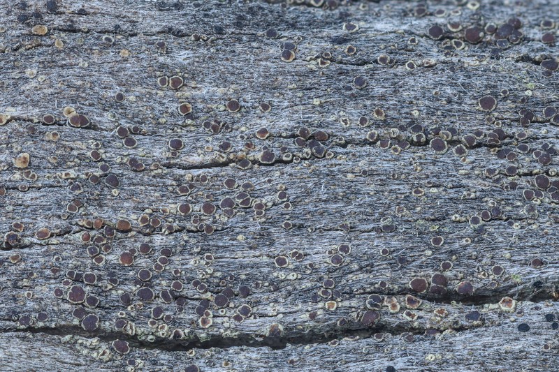 Rim Lichen photo 6