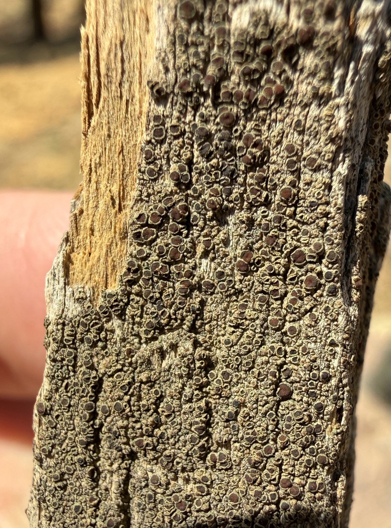 Rim Lichen photo 7