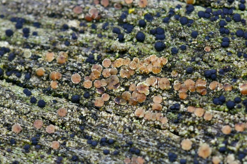 Rim Lichen photo 8
