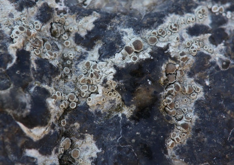 Rim Lichen