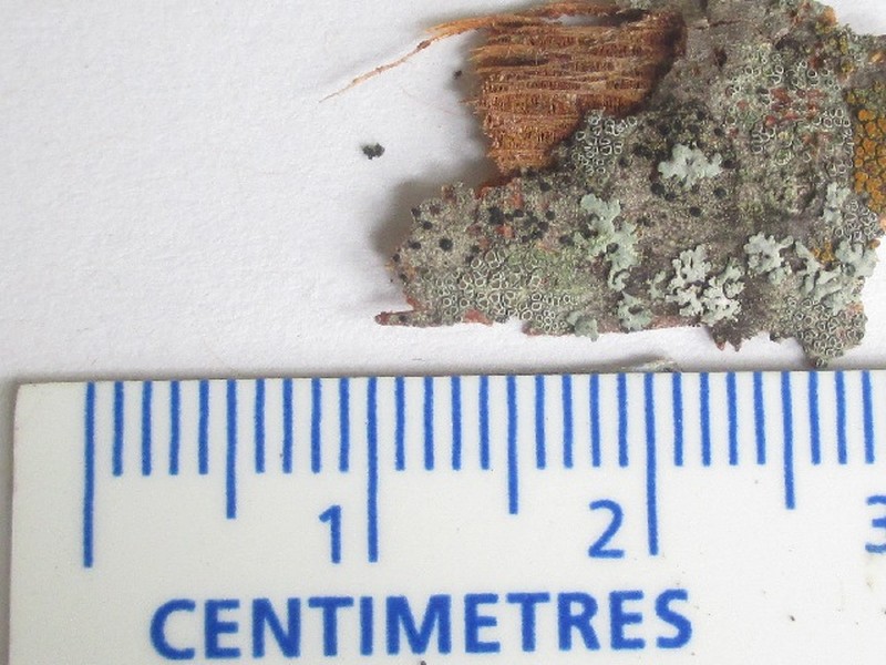 Rim Lichen