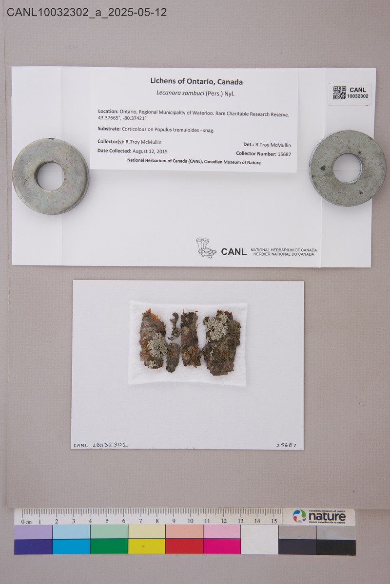 Rim Lichen photo 2