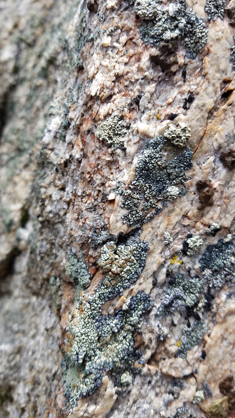 Rim Lichen photo 3