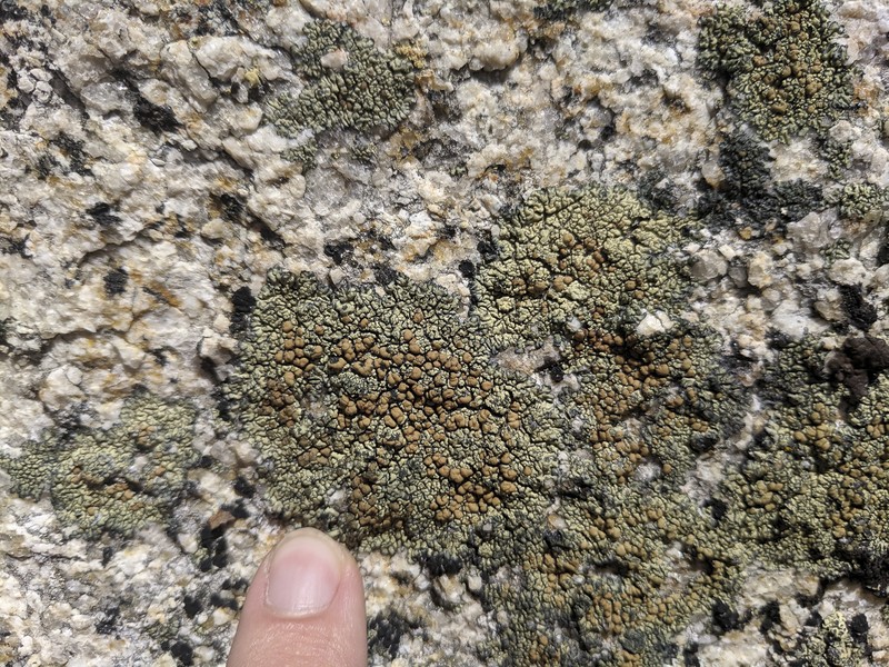 Rim Lichen photo 4