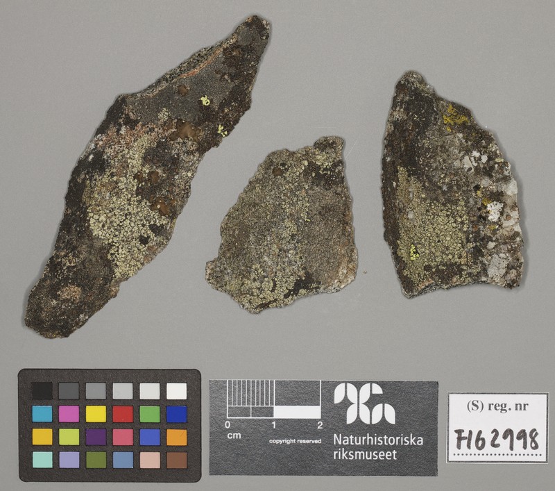 Rim Lichen photo 5