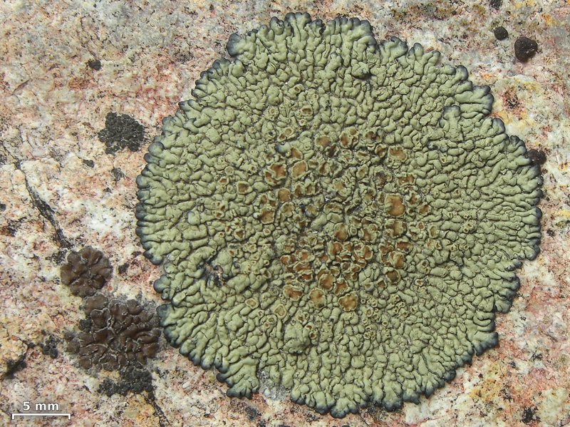 Lecanora sierrae