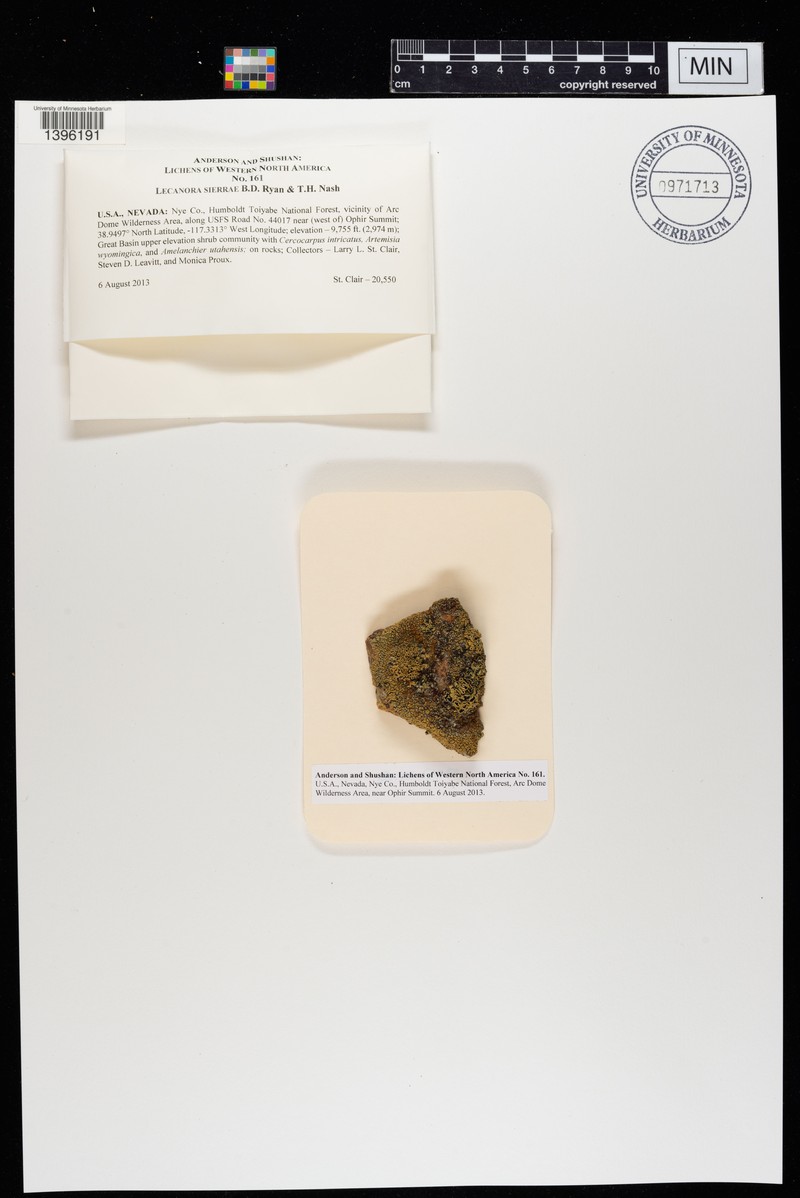 Lecanora sierrae