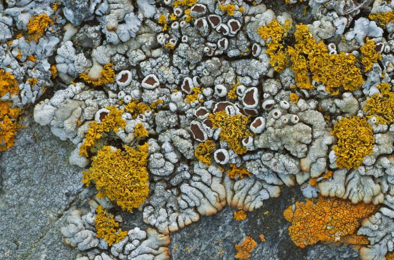 Rim Lichen