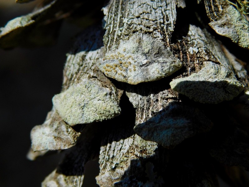 Rim Lichen