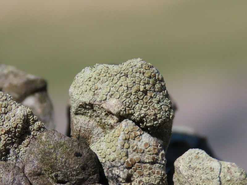 Rim Lichen photo 2