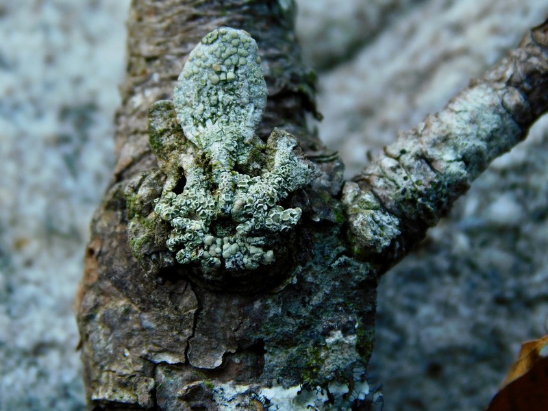 Rim Lichen photo 3