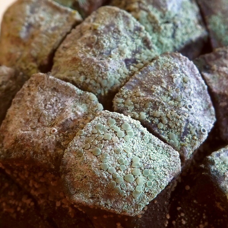 Rim Lichen photo 4