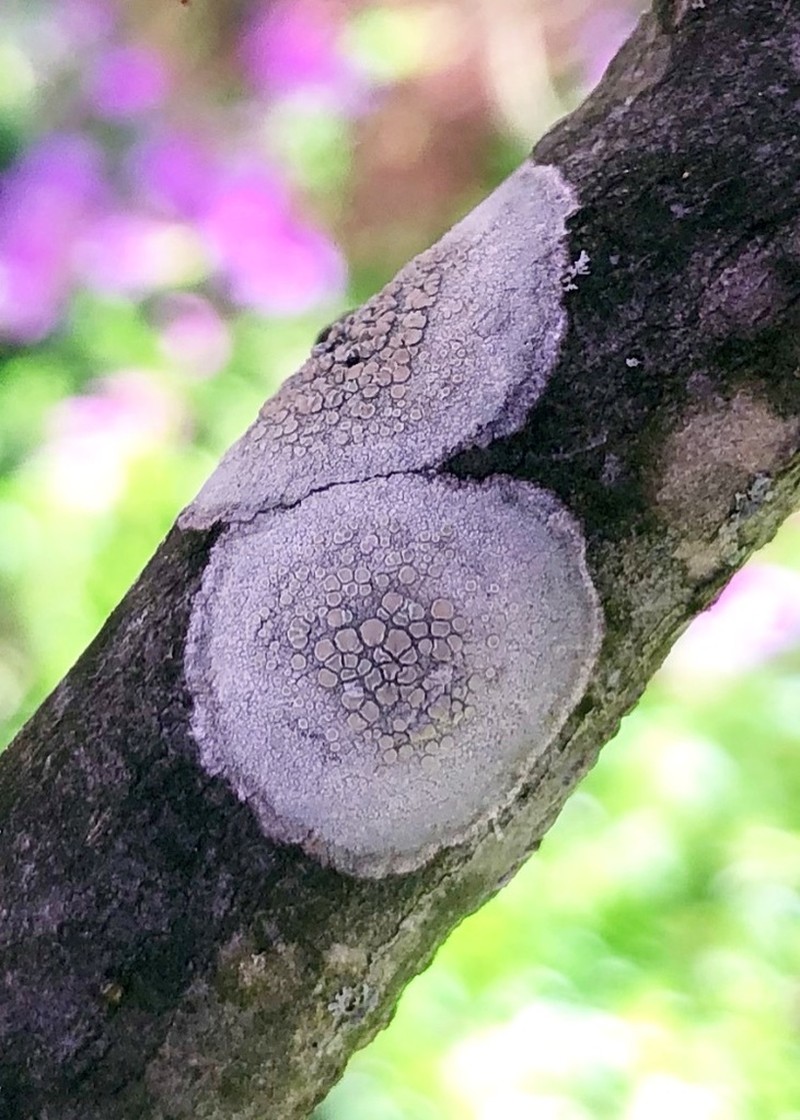 Rim Lichen photo 5