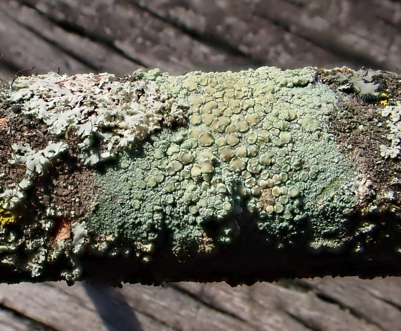Rim Lichen photo 6