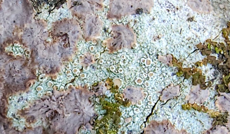 Rim Lichen photo 7