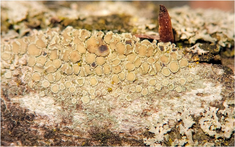 Rim Lichen photo 8