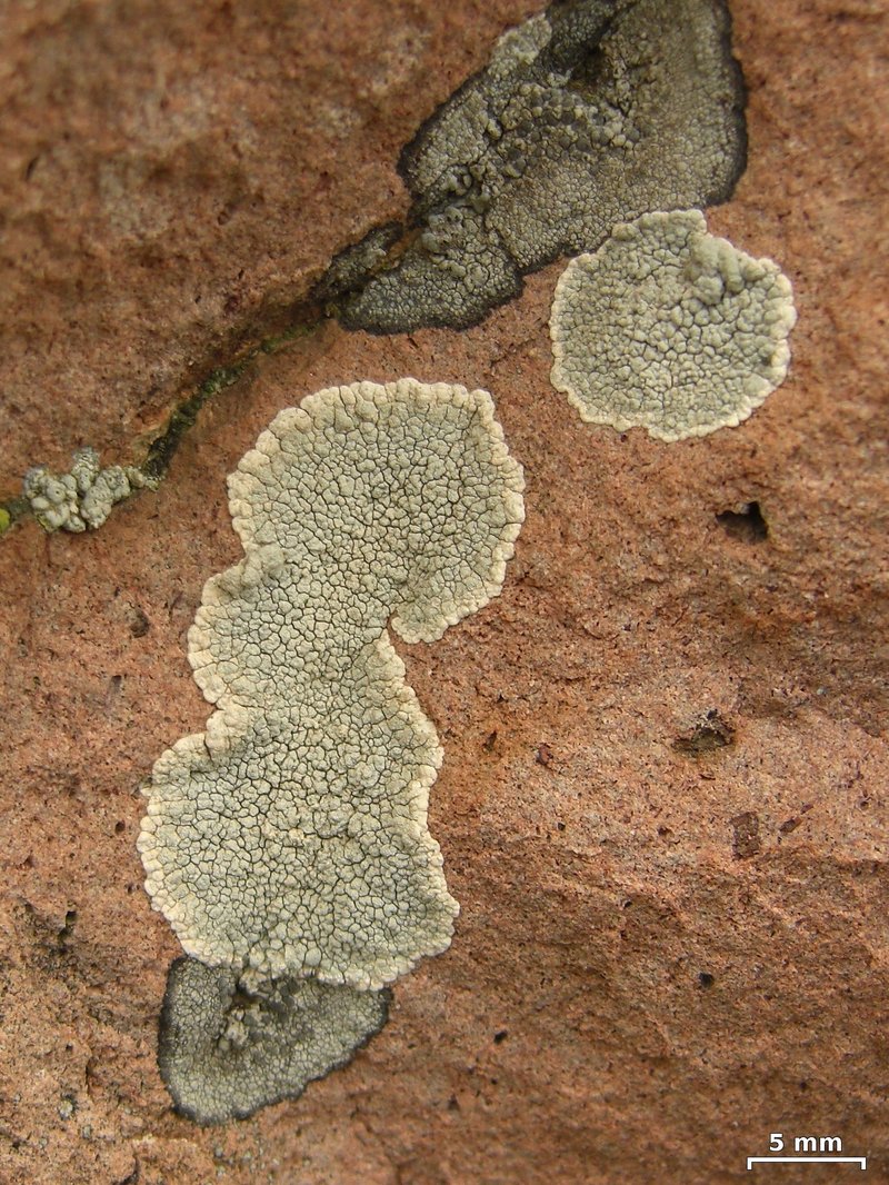 Rim Lichen