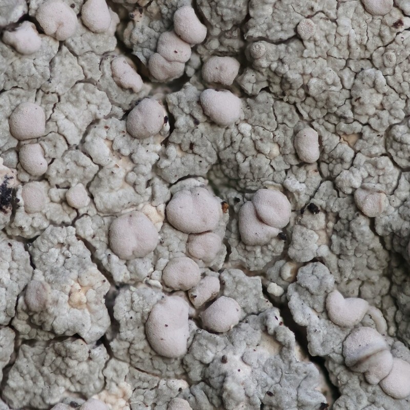 Rim Lichen photo 2