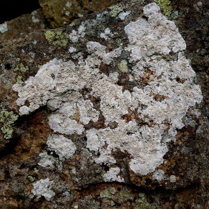 Rim Lichen photo 3