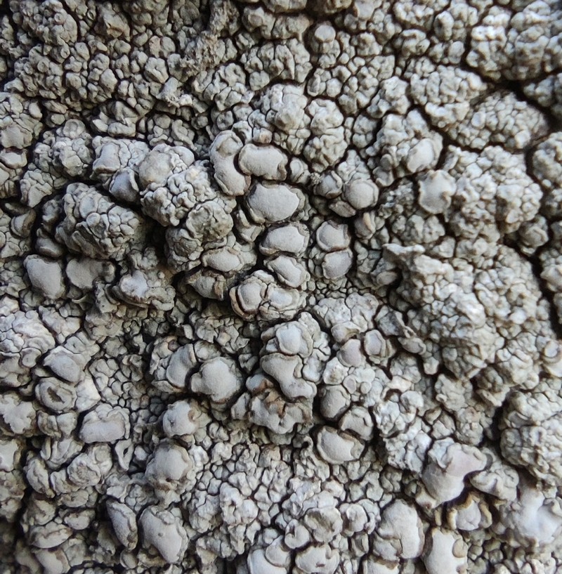 Rim Lichen photo 4