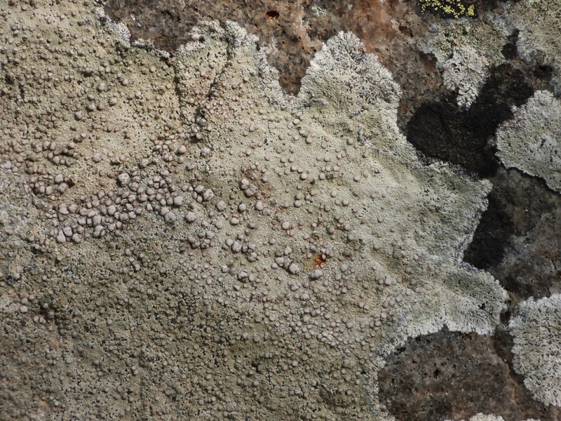 Rim Lichen photo 5