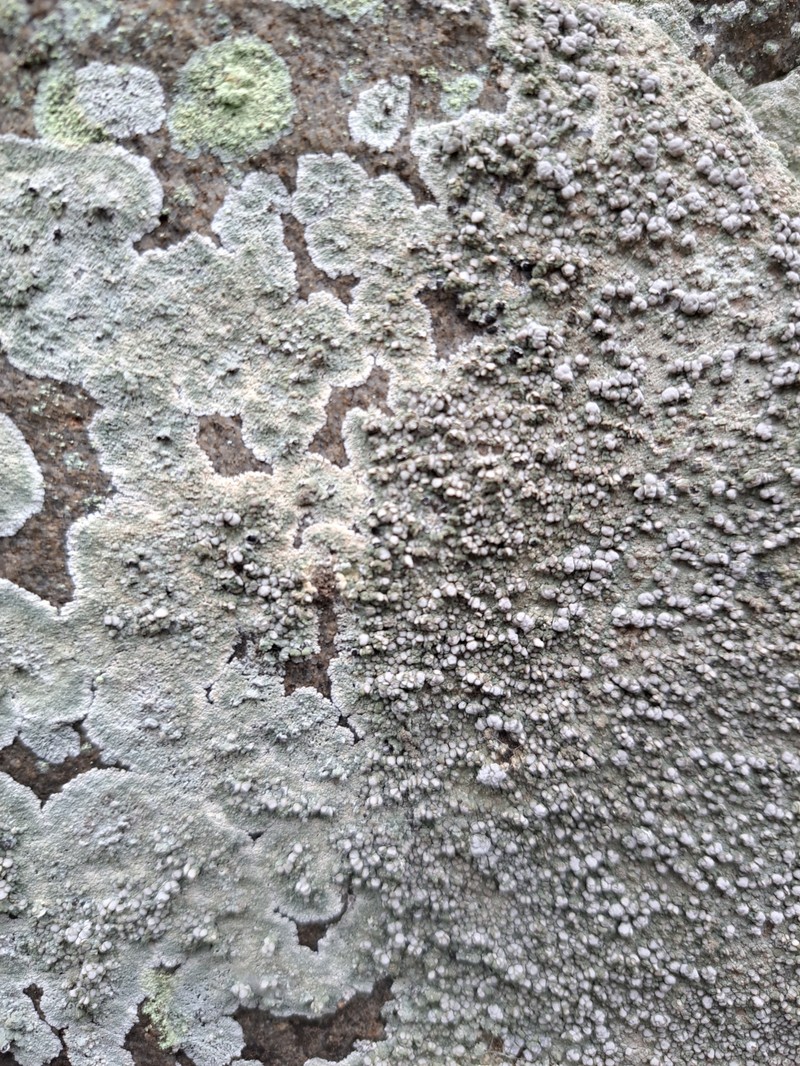 Rim Lichen photo 6