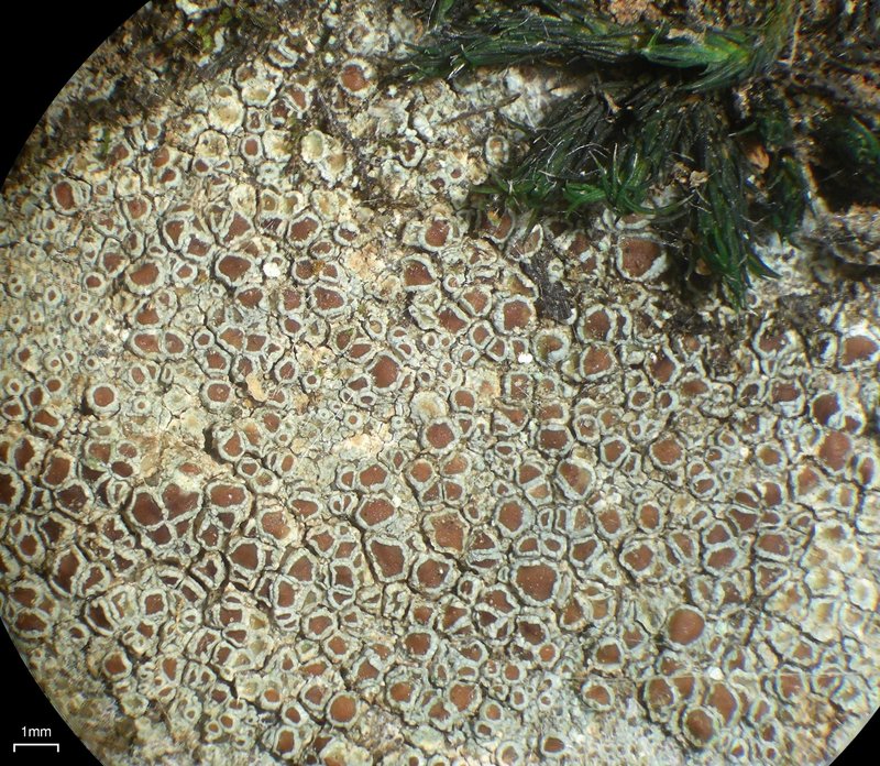 Rim Lichen