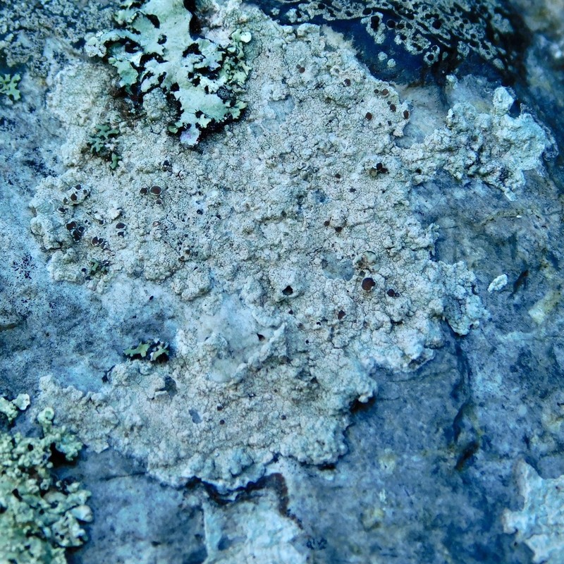 Rim Lichen