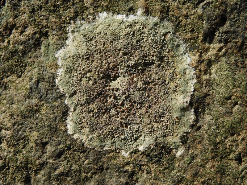 Rim Lichen photo 2