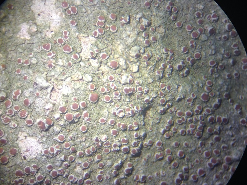 Rim Lichen photo 3