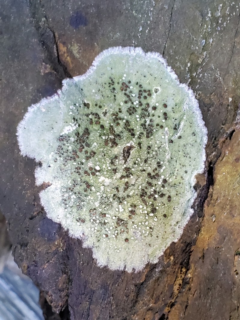 Rim Lichen photo 4