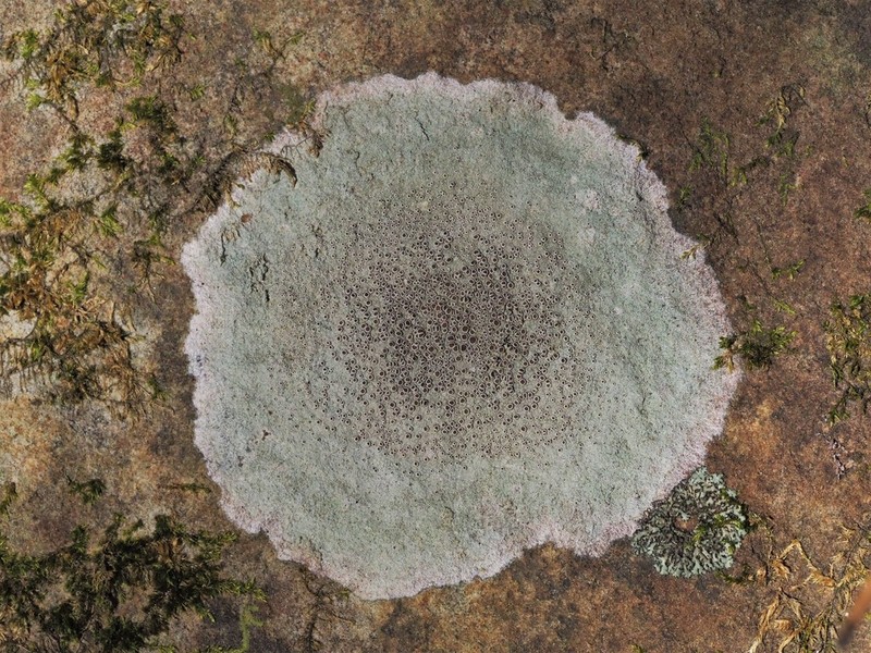 Rim Lichen photo 5