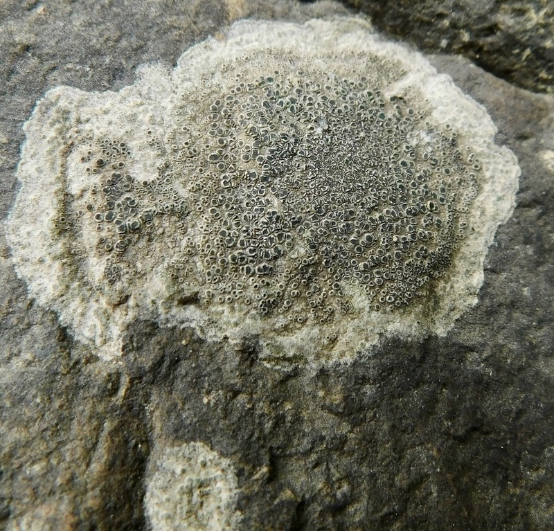 Rim Lichen photo 6