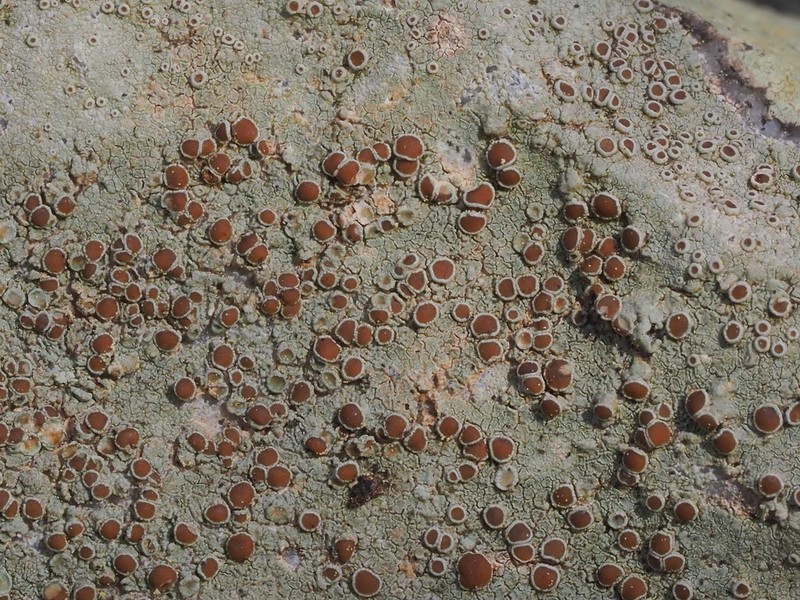 Rim Lichen photo 7