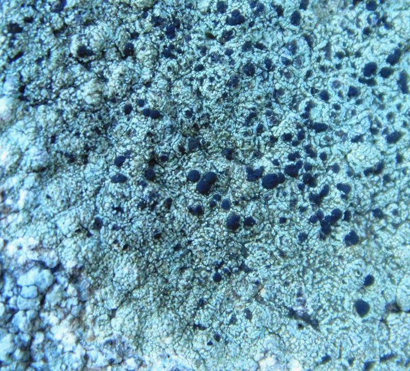 Rim Lichen photo 8