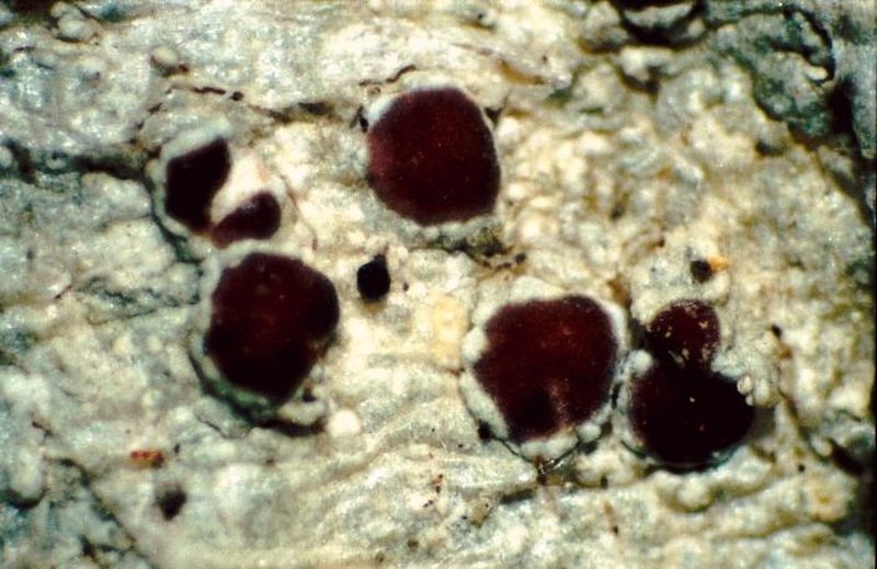 Rim Lichen