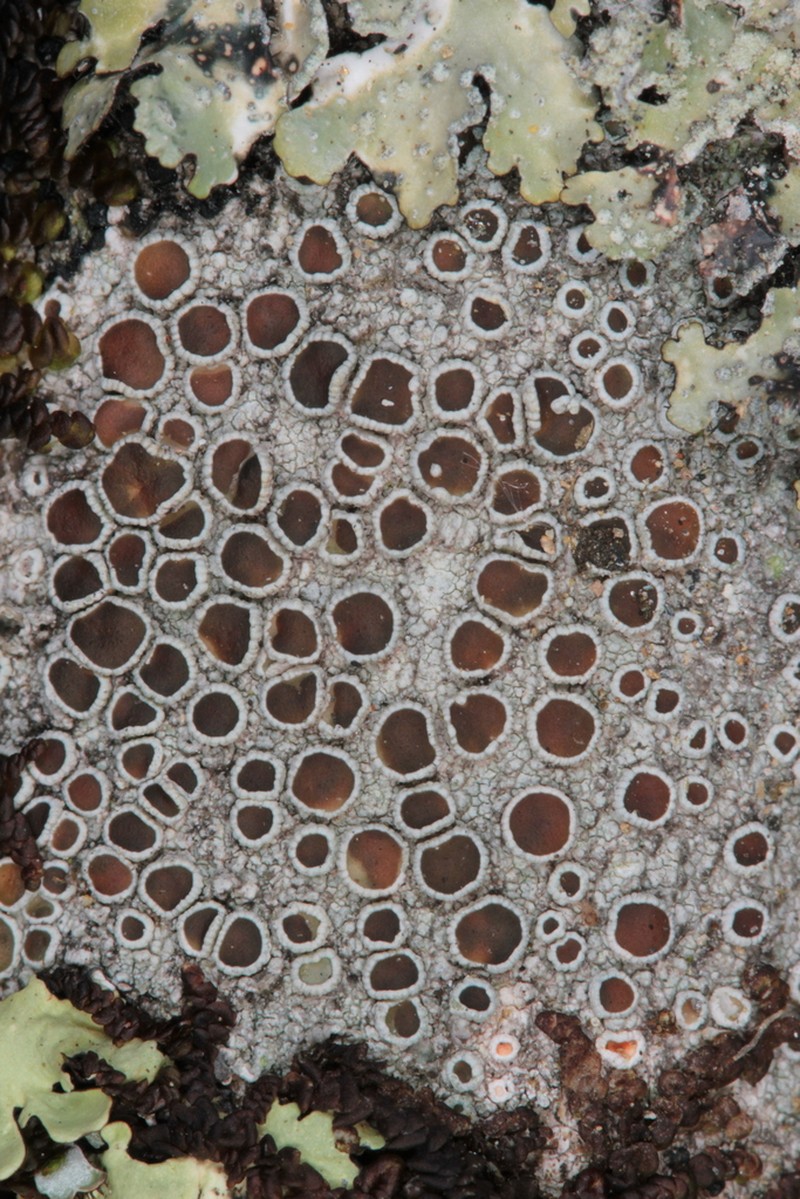 Rim Lichen