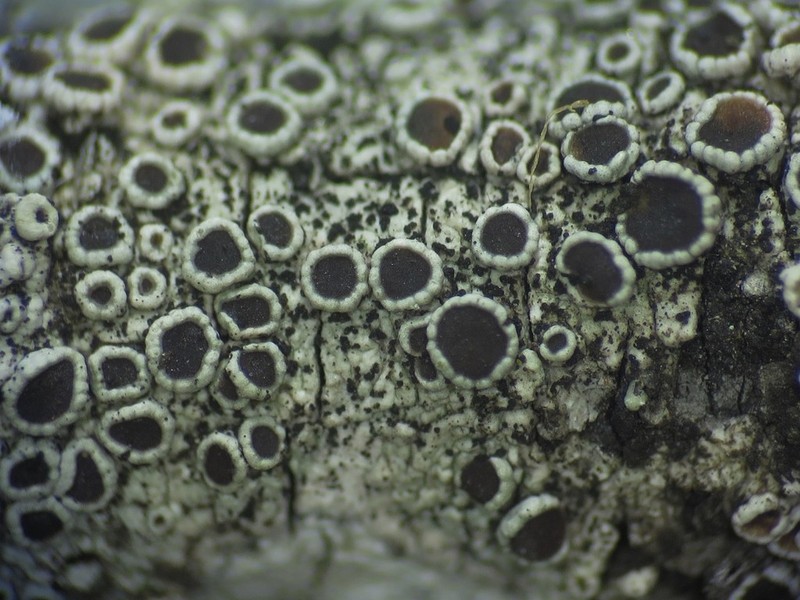 Rim Lichen photo 2