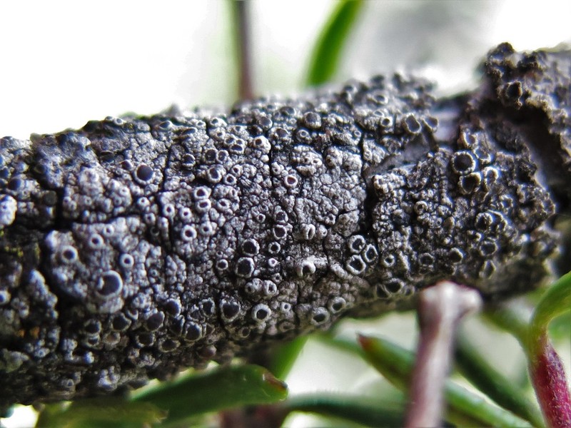 Rim Lichen photo 3